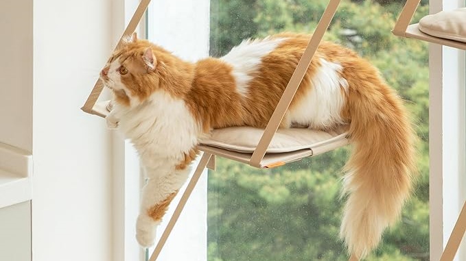 cat wall shelf